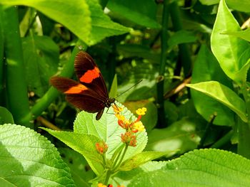 Close-up of butterfly on leaf