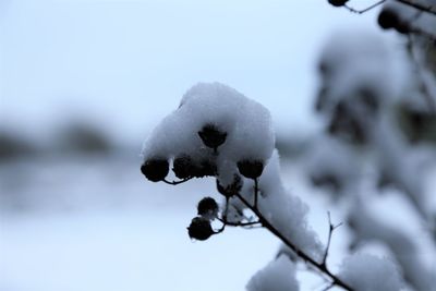 Close-up of frozen plant against clear sky