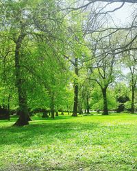 Trees in park