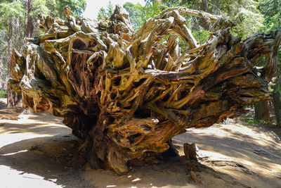 Close-up of tree trunk