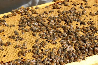 High angle view of bees on beehive