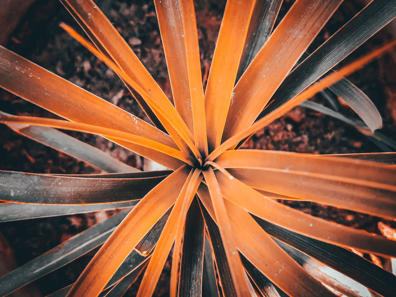 FULL FRAME SHOT OF ORANGE PLANT