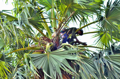 Low angle view of bird perching on tree