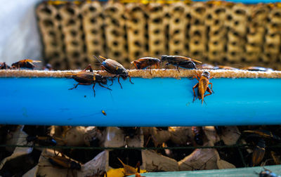 Close-up of organic crickets insect farm 
