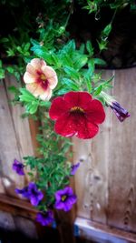 Close-up of red hibiscus blooming outdoors