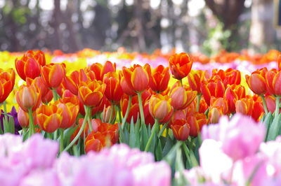 Close-up of pink tulips