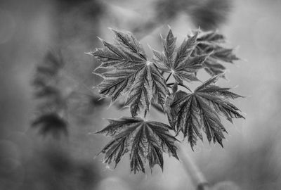 Close-up of leaves against sky