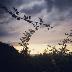 Low angle view of silhouette tree against sky at sunset