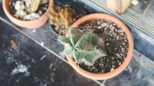 High angle view of potted plant