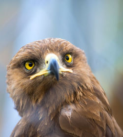 Close-up portrait of a bird