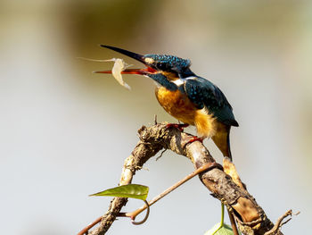 Close-up of bird perching on a tree