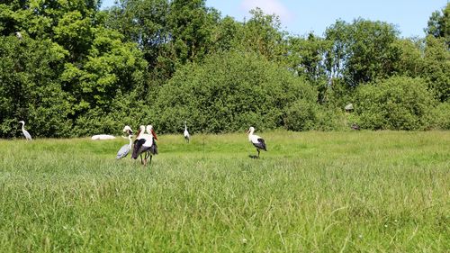 Storks on field