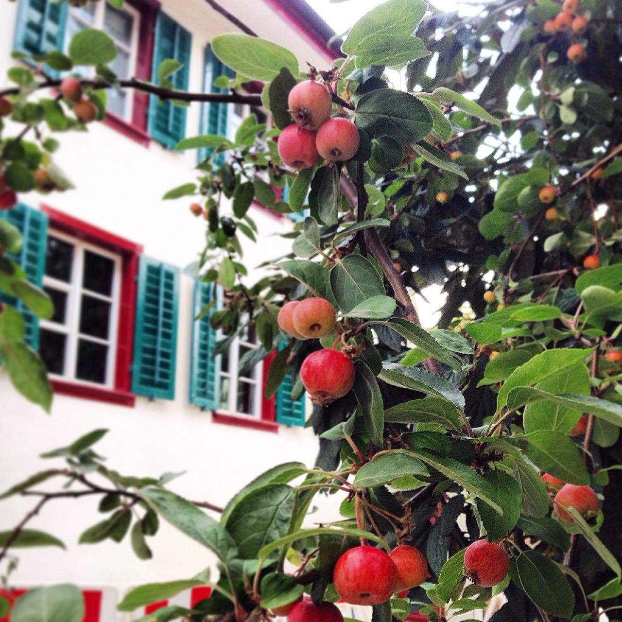 fruit, freshness, food and drink, tree, leaf, growth, red, building exterior, branch, built structure, focus on foreground, hanging, architecture, low angle view, healthy eating, food, close-up, day, nature, plant