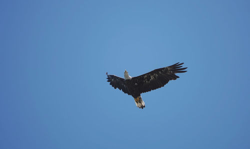 Low angle view of eagle flying in sky