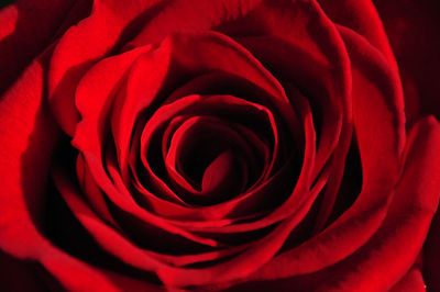 Close-up of red rose