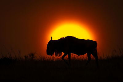 Blue wildebeest