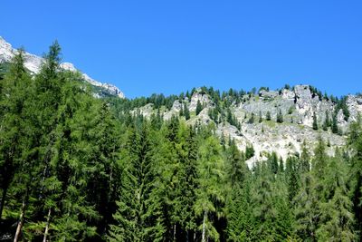 Low angle view of trees on mountains against clear blue sky in cortina d'ampezzo, italiy
