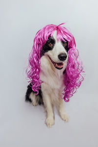 Close-up of dog against white background