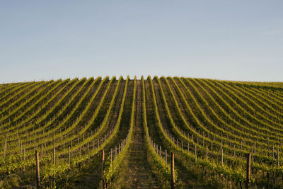 Scenic view of vineyard against sky