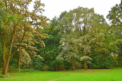 Trees on landscape