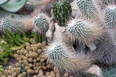 High angle view of succulent plant