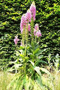 Pink flowers growing outdoors