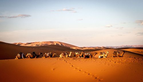 Camels sitting on sahara desert against sky