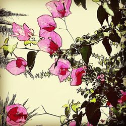 Low angle view of pink flowers