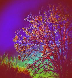 Low angle view of trees at night