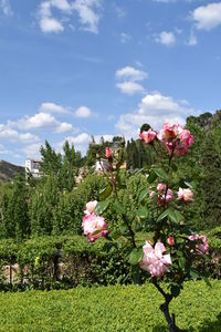 Pink flowers blooming on tree