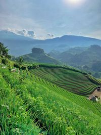 Scenic view of agricultural field against sky