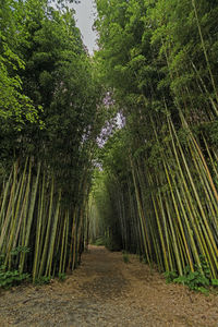 Walkway amidst trees in forest