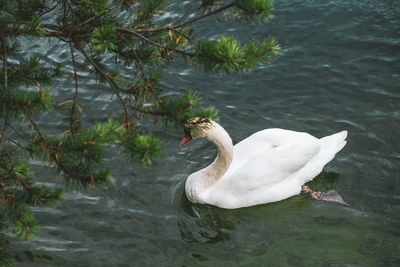 High angle view of swan swimming in lake