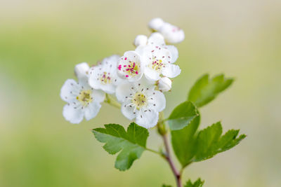 Close-up of white cherry blossoms