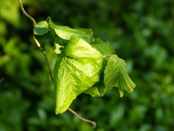 Close-up of green leaves