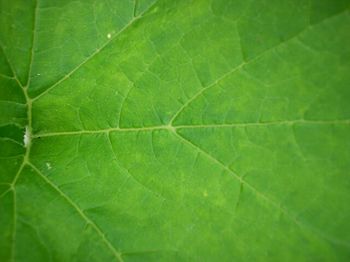 Full frame shot of green leaves