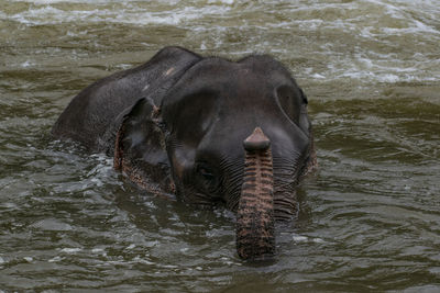 Elephant swimming in river