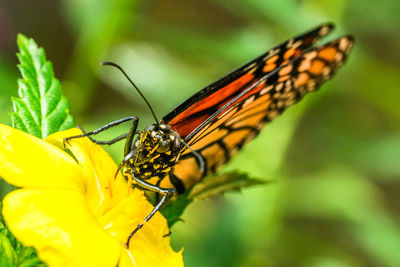 Close-up of insect on flower