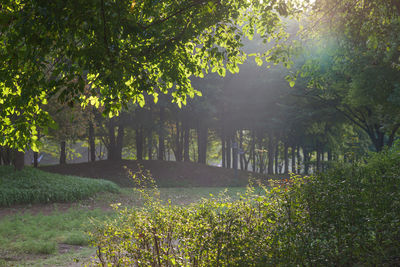 Scenic view of trees in forest