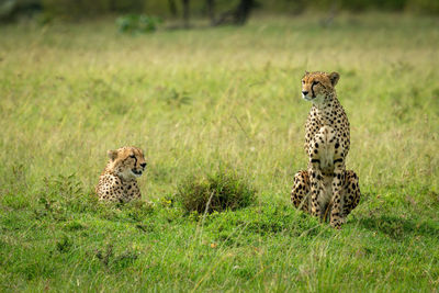 Two cheetahs sit and lie in grass