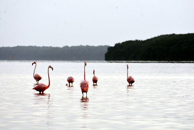 Group of flamingos standing in shallow water, at ria celestun, mexico.