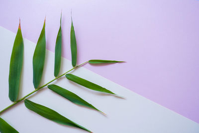 Close-up of leaf over white background