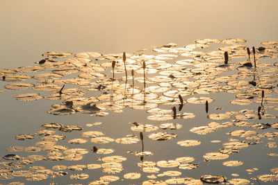 Scenic view of lily pads on water at sunset