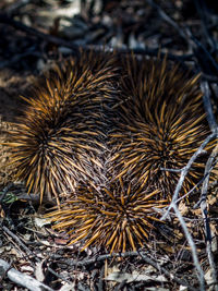 Close-up of spiked