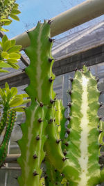 Close-up of cactus plant