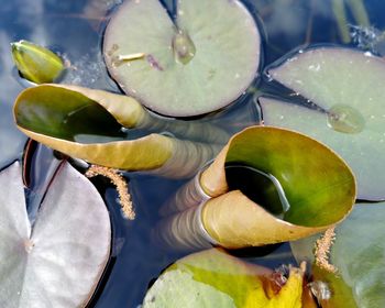 High angle view of leaves floating on water