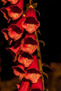 Close-up of red flowers at night