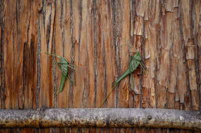 Full frame shot of rusty metal fence