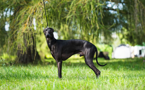 Black dog on field