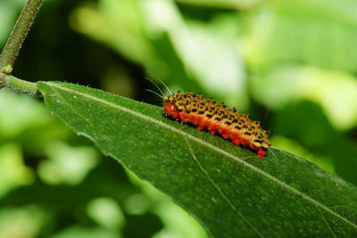 Close-up of ladybug on leaf